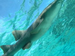 pregnant nurse shark by Andrew Kubica 